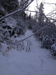 Trail.gold. trees, fallen